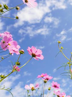コスモス04の写真