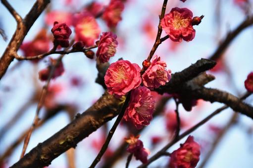 Plum (Yaekankou), JPG Plum (Yaekankou), JPG
