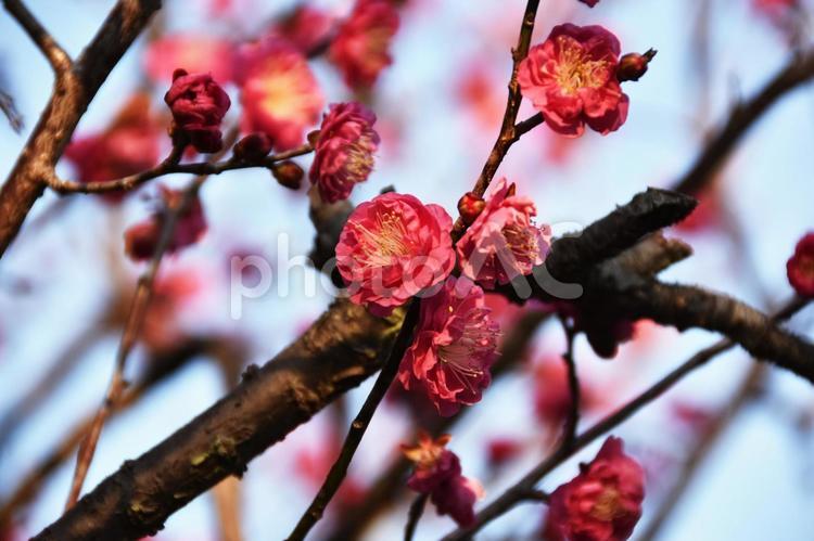 梅（やえかんこう・八重寒紅） 梅,やえかんこう,八重寒紅の写真素材