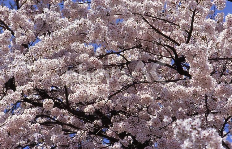 砂沼公園の桜 桜,満開,茨城県下妻市の写真素材