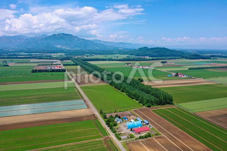 北海道の空撮 夏,畑,空撮の写真素材