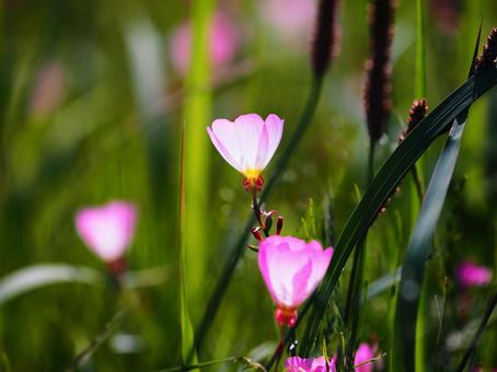 ピンク色のかわいい花、ヒルザキツキミソウの写真