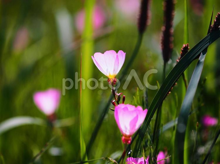 ピンク色のかわいい花、ヒルザキツキミソウ 自然,フラワー,花の写真素材