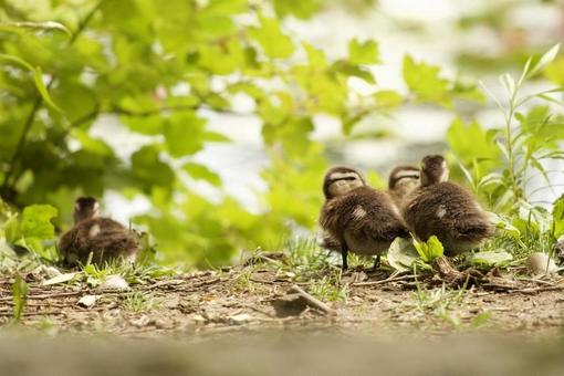 American Duck Chicks, JPG American Duck Chicks, JPG
