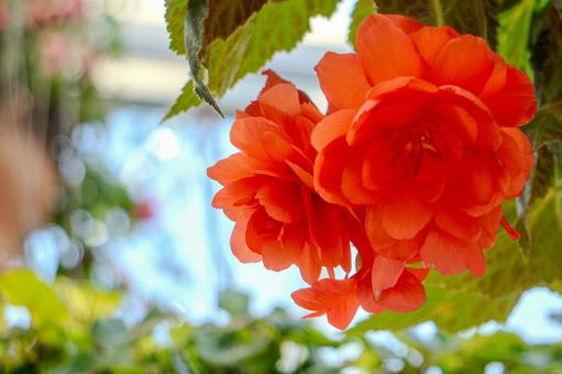 華やかなベゴニアのアップ 華やかなベゴニアのアップ ベゴニア,花,植物の写真素材