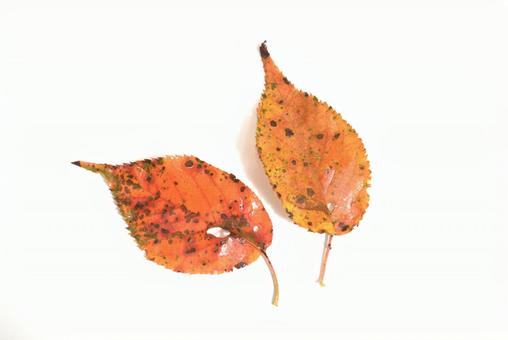 秋のイメージ 赤い落ち葉 秋のイメージ 赤い落ち葉 秋,落ち葉,赤色の写真素材