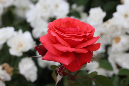 バラ園にて赤い薔薇を撮影しました バラ園にて赤い薔薇を撮影しました 花,薔薇,自然の写真素材