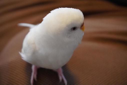 横を向くセキセイインコ セキセイインコ,インコ,小鳥の写真素材