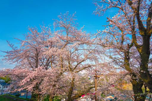 満開の桜並木 桜,満開,並木道の写真素材