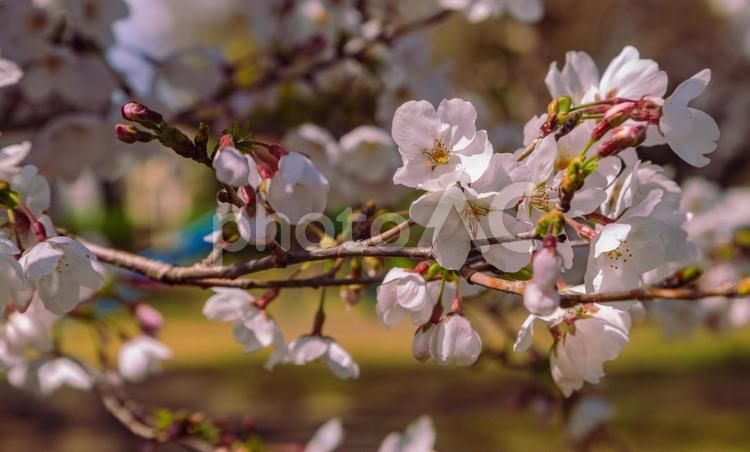 ソメイヨシノ桜2ー29 ソメイヨシノ,桜,蕾の写真素材