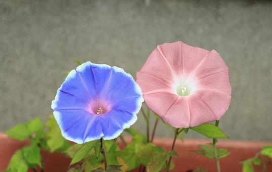 青とピンクの朝顔の花 青とピンクの朝顔の花の写真