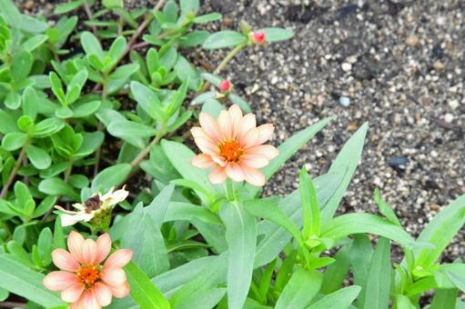 ヒャクニチソウ 自然,憩いの場,木々の写真素材