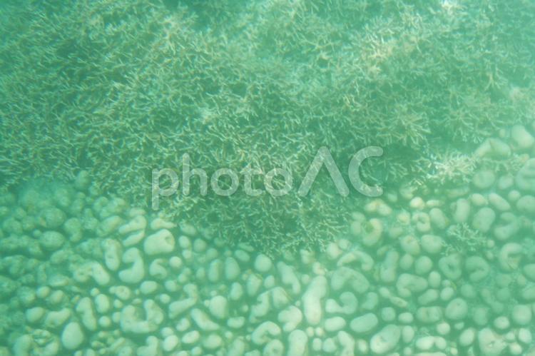 夏　海　沖縄　海中　シュノーケリング 背景,外壁,グリーンの写真素材