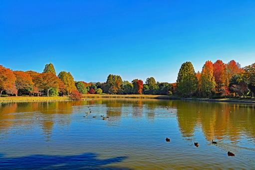 つくば市「洞峰公園」の秋の風景 洞峰公園,紅葉,つくば市の写真素材