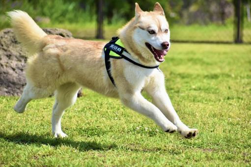 走る犬の写真
