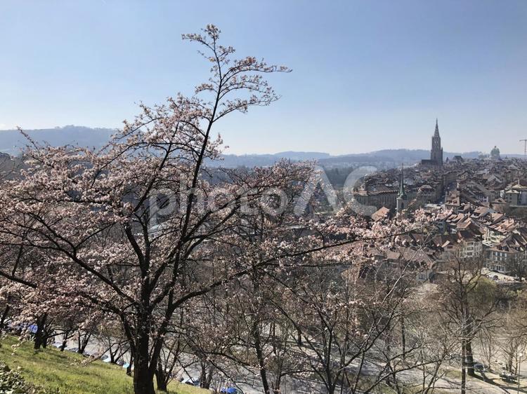 スイス、世界遺産に登録されているベルン旧市街を望むバラ公園の桜（ソメイヨシノ） 木,自然,空の写真素材