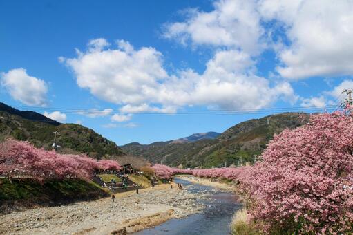 青空に映える満開の河津桜 桜,河津桜,春の写真素材
