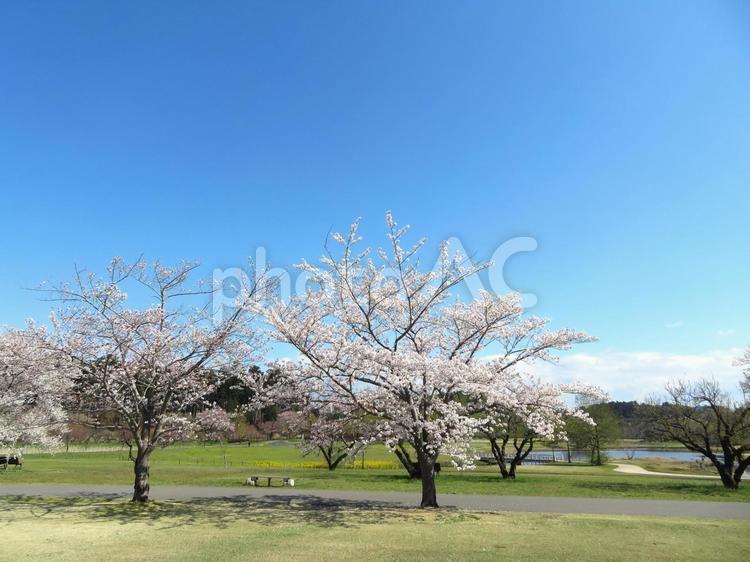 水戸市偕楽園公園（春） 春,桜,公園の写真素材