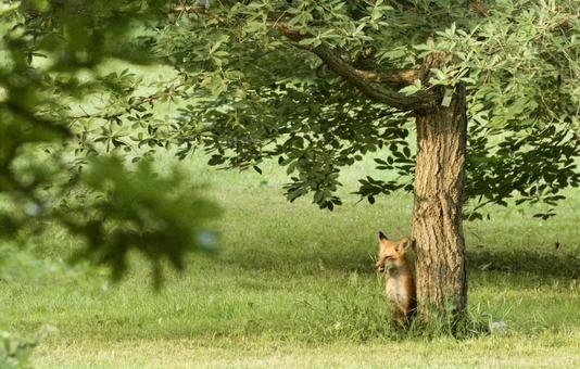 Fox, JPG Fox, JPG