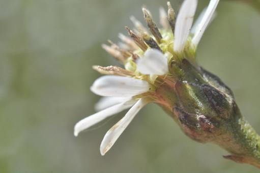 サワシロギクの写真