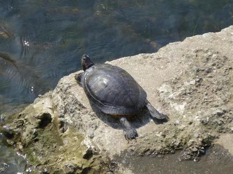 Photo, turtle, green turtle, mississippi red turtle, 