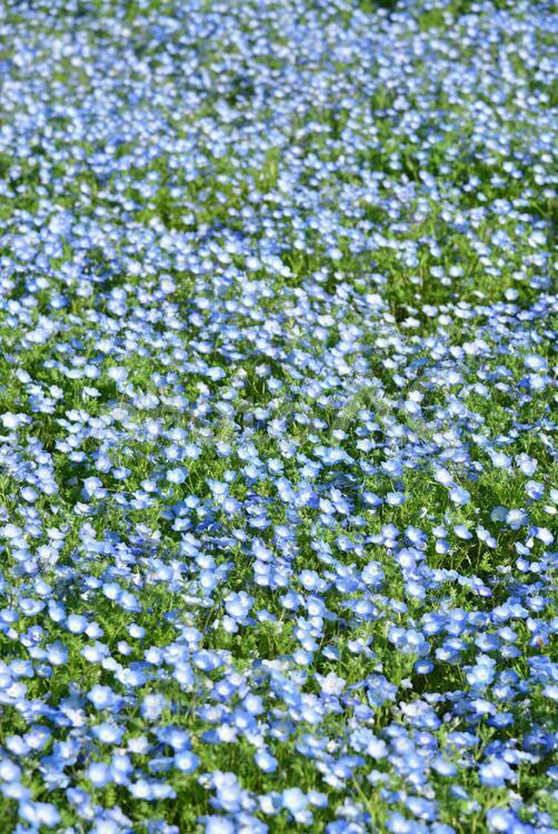 ネモフィラ ネモフィラ,春,花の写真素材