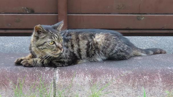 夕涼みが日課のもふもふであざとい猫様 夕涼みが日課のもふもふであざとい猫様の写真