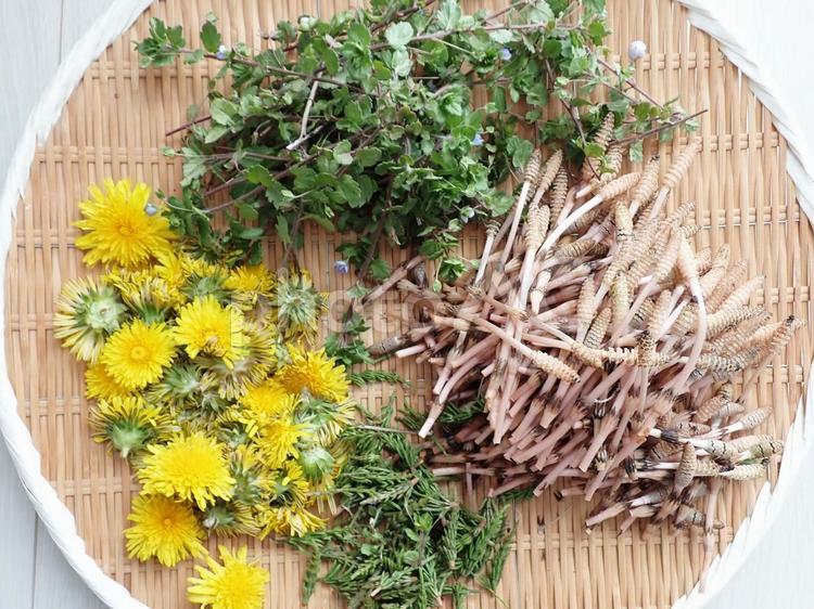 春の野草 春,野草,タンポポの写真素材