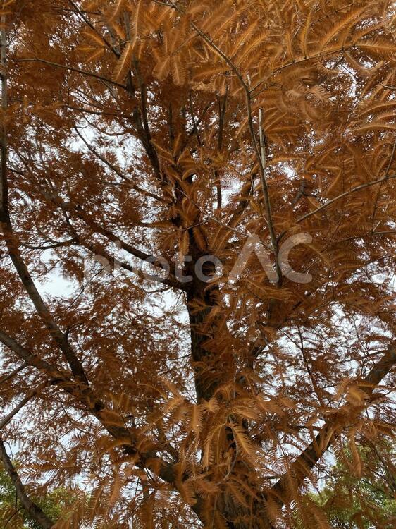 杉の木の下から スギ,落ち葉,オレンジ色の写真素材
