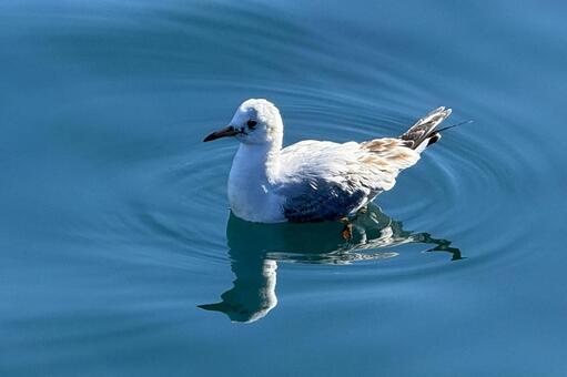 ユリカモメ・漁港を泳ぐ 鳥,カモメ,鴎の写真素材