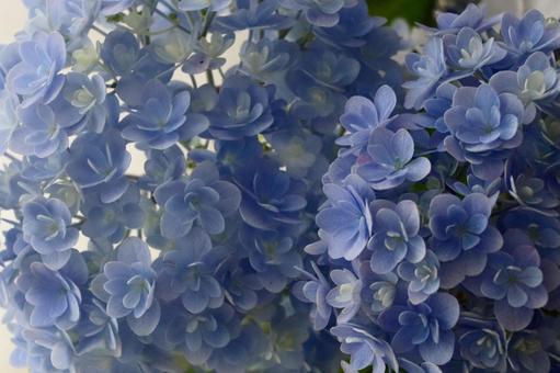 Photo, hydrangea, flower, rainy season, 