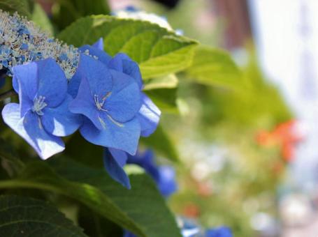 アジサイの写真