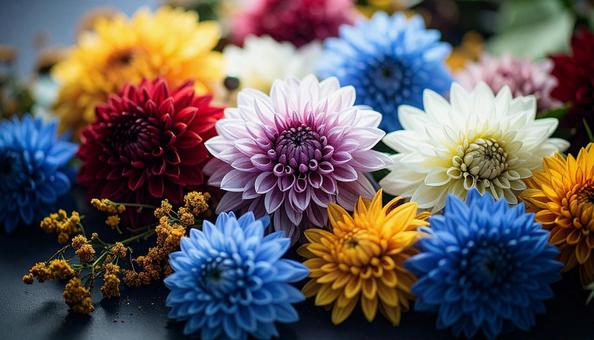 9月誕生花 ダリア キンモクセイ 9月誕生花 ダリア キンモクセイの写真