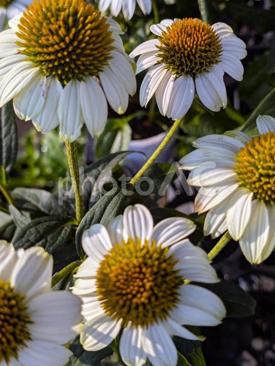 エキナセアの花 エキナセア,白い花,ガーデンの写真素材
