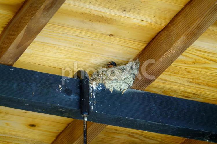軒下に営むツバメの巣 ツバメ,鳥,巣の写真素材