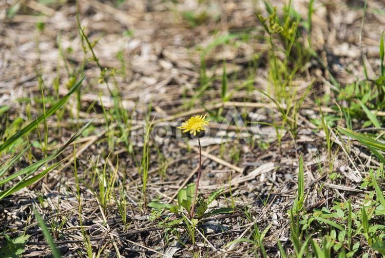 可愛いセイヨウタンポポの花 セイヨウタンポポ,西洋タンポポ,蒲公英の写真素材