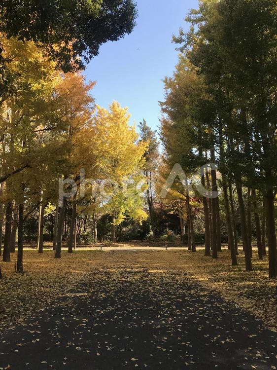 イチョウ並木（水元公園） 落葉,公園,秋の写真素材