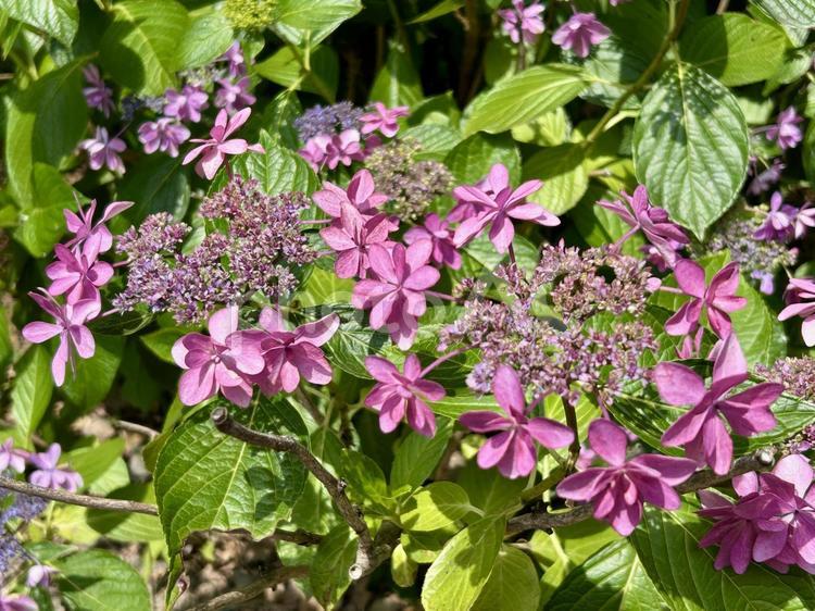 あじさい(紫陽花)の赤紫の花 アジサイ,6月,7月の写真素材