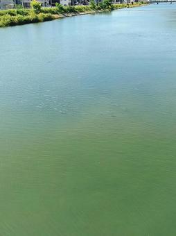 川の水面にいる魚の群れ 魚,川,魚群の写真素材