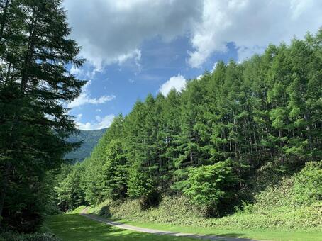 針葉樹の森を抜ける夏の林道 林道,針葉樹,森の写真素材