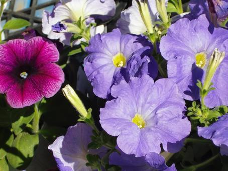 ペチュニア-1の写真