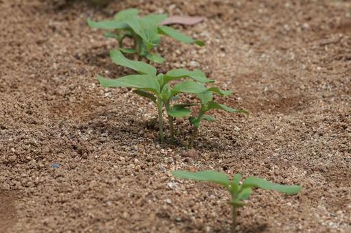 ヒマワリ ヒマワリ,土,葉の写真素材