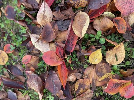 落ち葉の写真
