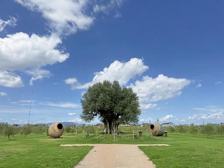 オリーブの大樹_2 オリーブ,大樹,古木の写真素材