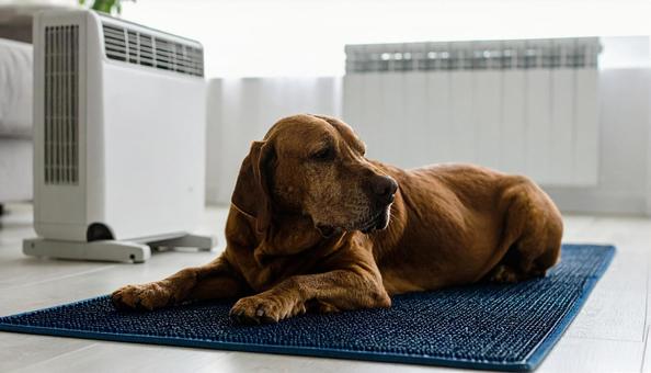 ペットの熱中症予防対策 ペットの熱中症予防対策の写真