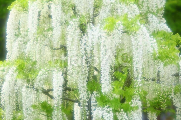 藤の花_ソフトフォーカス_イメージ 藤,白い藤,背景の写真素材