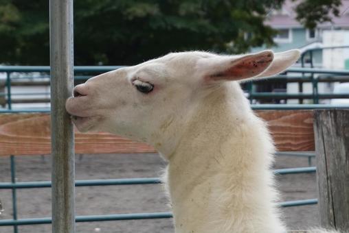 スエトシ牧場のラマ ラマ,かわいい,animalの写真素材