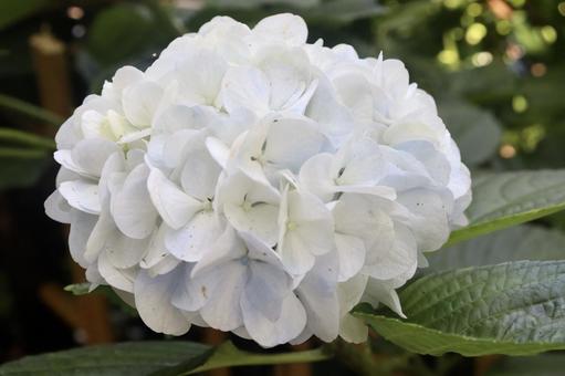 紫陽花 7 紫陽花 7 あじさい,アジサイ,6月の写真素材