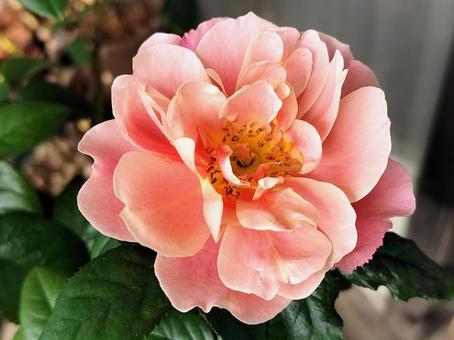 ベランダのバラ・ピンクビンテージ 薔薇,バラ,ピンクビンテージの写真素材