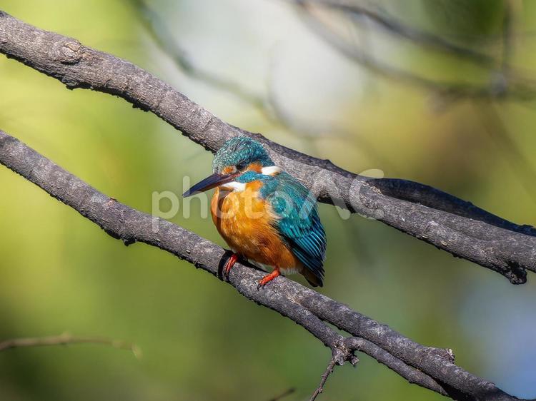 枝にとまるカワセミ カワセミ,野鳥,鳥の写真素材